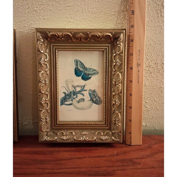 Gold Gilt Frame Wood Gesso Ornate Butterfly Print Blue Canada Vintage Set of 2 - Picture 6 of 8
